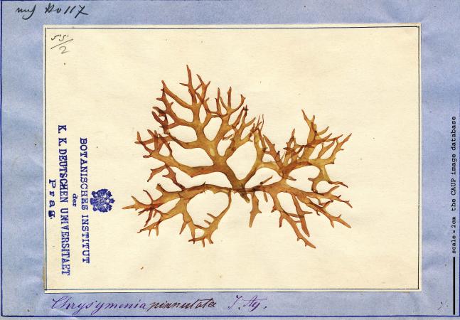 Chrysymenia pinnulata 81.jpg